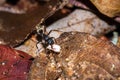 Large black ant formicidae carrying food