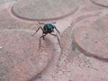 Large black ant mittting playing alls ant
