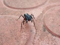 Large black ant mittting playing alls ant