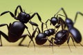 Large black ants with shiny body on light green background.