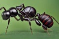 Large black ants with shiny body on light green background.