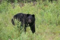 Large Black Bear