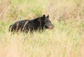 Large black bear feeding