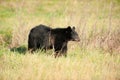 Large black bear feeding