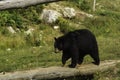 A large Black Bear in a grassy field