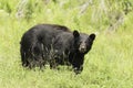 A large Black Bear in a grassy field