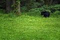 Black Bear in Cades Cove Valley in The Tennessee Smoky Mountains Royalty Free Stock Photo