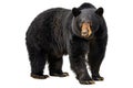 A large black bear stands on a white background