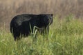 Large black bear strolling through tall grass on the plains Royalty Free Stock Photo