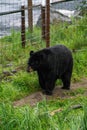 large black bear walking on path inside of enclosure at wildlife sanctuary Royalty Free Stock Photo