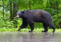 Large Black Bear walking on pavement in the rain.
