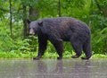 Large Black Bear walking on pavement in the rain. Royalty Free Stock Photo