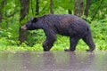 A large Black Bear walking in the rain. Royalty Free Stock Photo