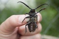 Large black beetle barbel Prionus coriarius