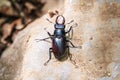 Large black beetle with long mustache and mandibles Royalty Free Stock Photo