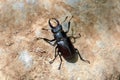 Large black beetle with long mustache and mandibles sitting on a Royalty Free Stock Photo