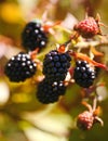 Large black berries garden blackberries, growing a brush on the background of green foliage on the branches of a bush.