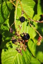 Large black berries garden blackberries, growing a brush on the background of green foliage on the branches of a bush. Royalty Free Stock Photo