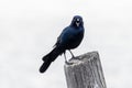 A large black bird, the boat-tailed grackle, perched and calling on a wooden post, isolated against a white background, Virginia