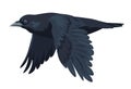 Large black bird, crow in motion, flying raven