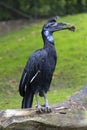 Large Black Bird