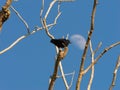 Crow perched on dead tree with a blue sky and the moon