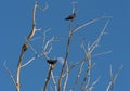 Crows perched on dead tree with a blue sky and the moon