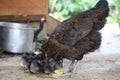 A large black and brown colored chicken looking after her chicks