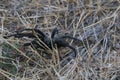 California Wildlife - California Ebony Tarantula - Aphonopelma eutylenum,