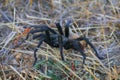 California Wildlife - California Ebony Tarantula - Aphonopelma eutylenum,