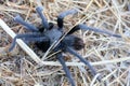 California Wildlife - California Ebony Tarantula - Aphonopelma eutylenum,