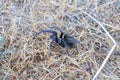 California Wildlife - California Ebony Tarantula - Aphonopelma eutylenum,