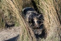 Large black and brown Suidae pig lying on the ground