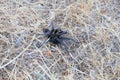 California Wildlife - California Ebony Tarantula - Aphonopelma eutylenum,