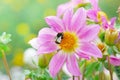 Large black bumble bee collects nectar on a dahlia. Royalty Free Stock Photo