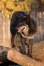 Large black canadian wolf is standing on sawed tree trunks. Canis lupus pambasileus. Royalty Free Stock Photo