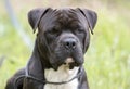 Large Black Cane Corso And Pitbull Terrier Mix Dog