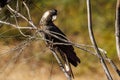 Carnaby\'s Black Cockatoo in Western Australia