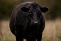 Large Black Cow Standing in Field