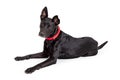 Large Black Crossbreed Dog Red Collar Lying Down Royalty Free Stock Photo