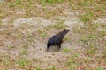 Large black crow bird Royalty Free Stock Photo