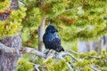 Large black crow resting on pine tree branch Royalty Free Stock Photo