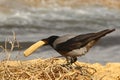 The crow sits on the seashore