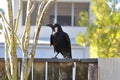 A large black crow sitting on an old wooden fence next to trees