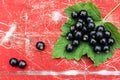 Large black currants on the green blackcurrant bush leaf, on the red old vintage metal background Royalty Free Stock Photo