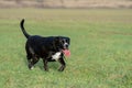 A large, black, dangerous dog is running across the autumnal winter field. Amstaff Mix. Royalty Free Stock Photo