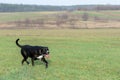 A large, black, dangerous dog is running across the autumnal winter field. Amstaff Mix. Royalty Free Stock Photo