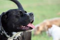 A large, black, dangerous dog is running across the autumnal winter field. Amstaff Mix. Royalty Free Stock Photo