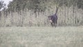 A large, black, dangerous dog is running across the autumnal winter field. Amstaff Mix. Royalty Free Stock Photo