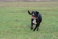 A large, black, dangerous dog is running across the autumnal winter field. Amstaff Mix. Royalty Free Stock Photo